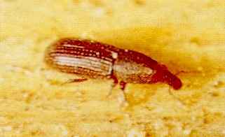 Wood Boring Weevil