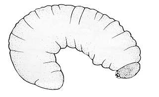 Wood Boring Weevil Larva