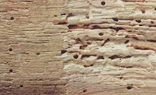 Powderpost Beetle Damage Characteristics